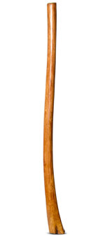 Gloss Finish Flared Didgeridoo (TW935)